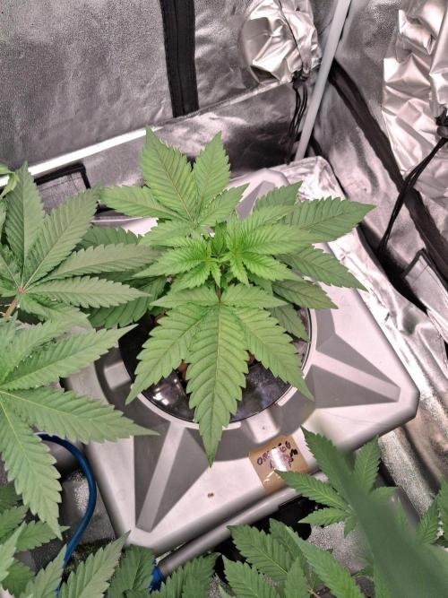 Orange Cream PoP RDWC. Week 7 - Week 7 day 1 
7/10/26