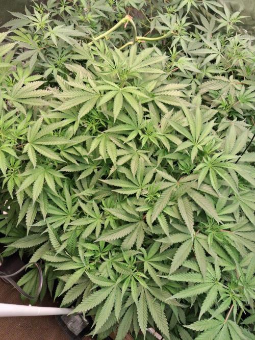 Lemon pound cake x blue star. Week 7 - Week 7 day 1 
7/10/26
