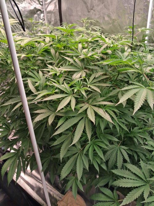 Lemon pound cake x blue star. Week 7 - Week 7 day 1 
7/10/26