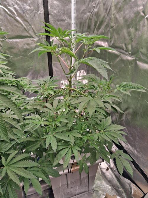 Gazzurple RDWC. Week 7 - Week 7 day 1 
7/10/26