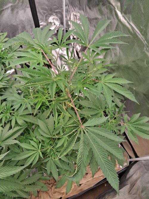 Gazzurple RDWC. Week 7 - Week 7 day 1 
7/10/26