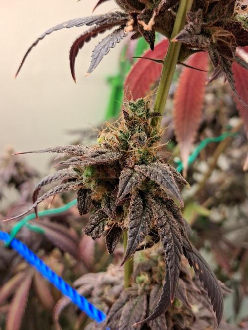 Purple panty droppers. Week 11 - Week 11 day 1 
7/10/26