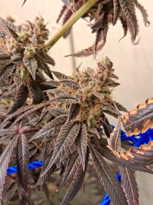 Purple panty droppers. Week 11 - Week 11 day 1 
7/10/26