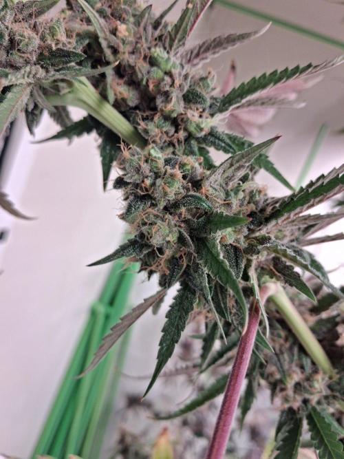 Purple diesel. Week 11 - Week 11 day 1 
7/10/26