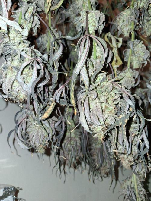 Purple panty droppers. Week 12
