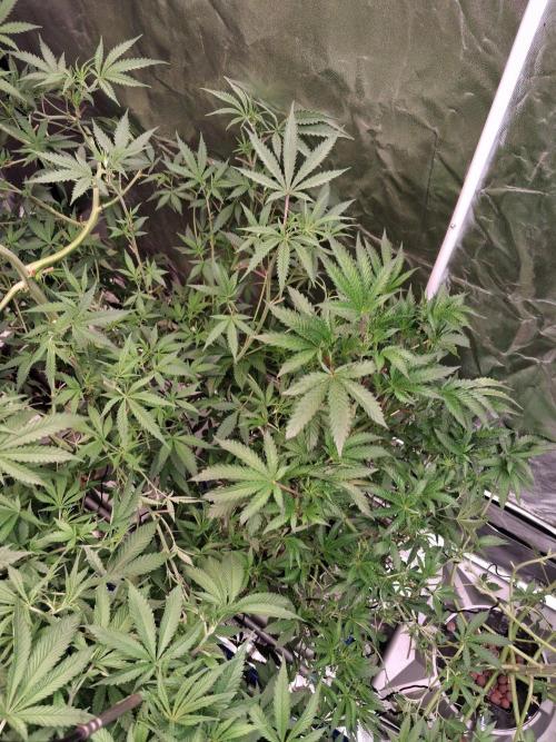 Divorce Cake. Week 7