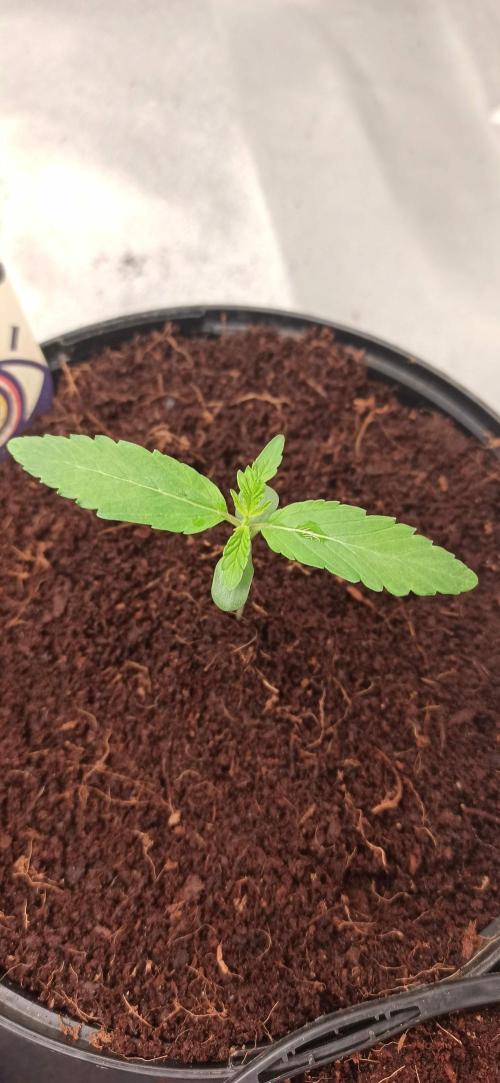 Tokyo Snow kush. Week 2