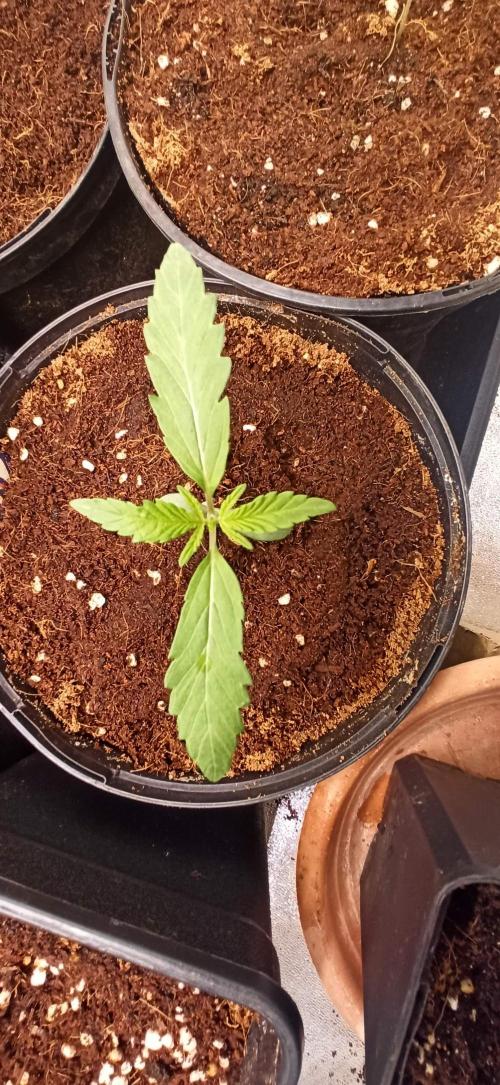 Tokyo Snow kush. Week 2