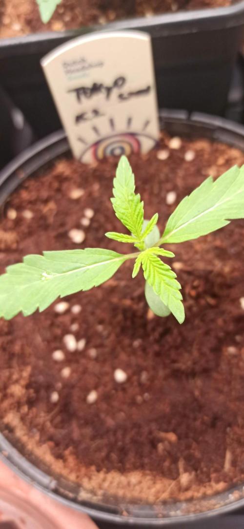 Tokyo Snow kush. Week 2