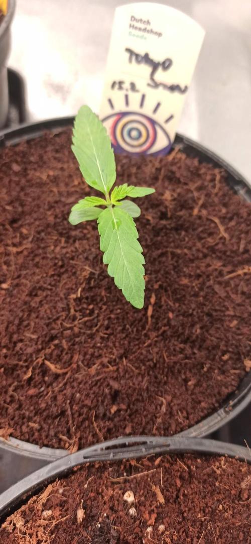 Tokyo Snow kush. Week 2