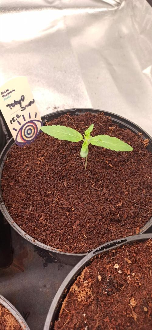 Tokyo Snow kush. Week 2