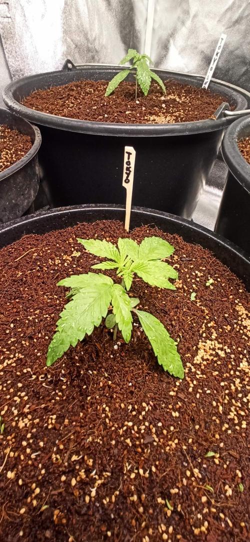Tokyo Snow kush. Week 3 - Hi 
There, they doing great know. 