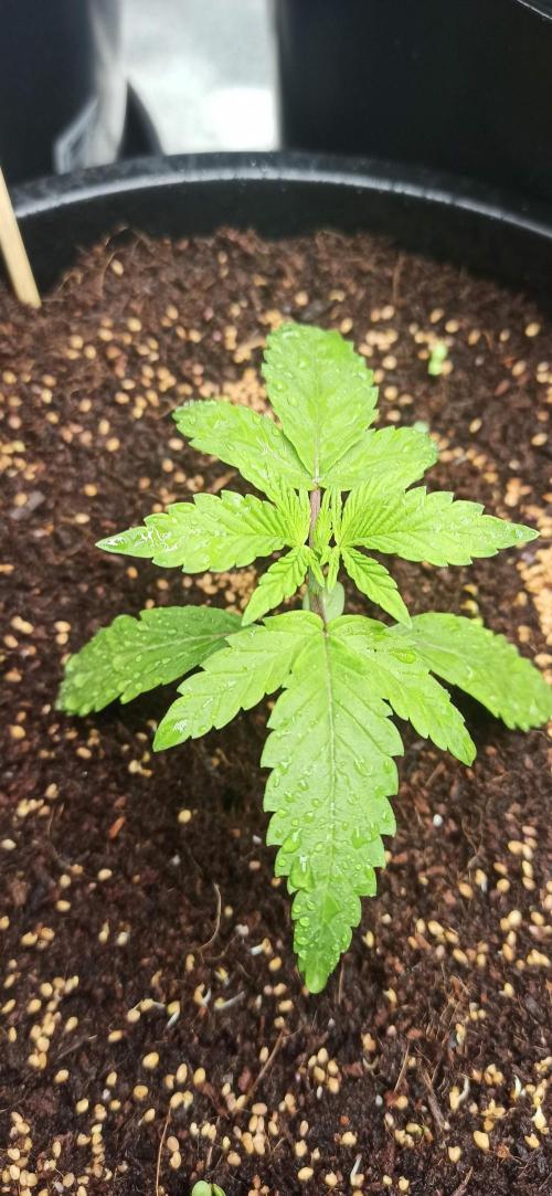 Tokyo Snow kush. Week 3