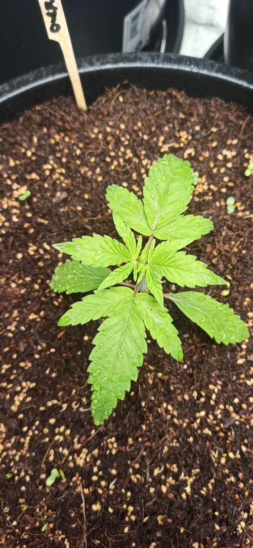 Tokyo Snow kush. Week 3