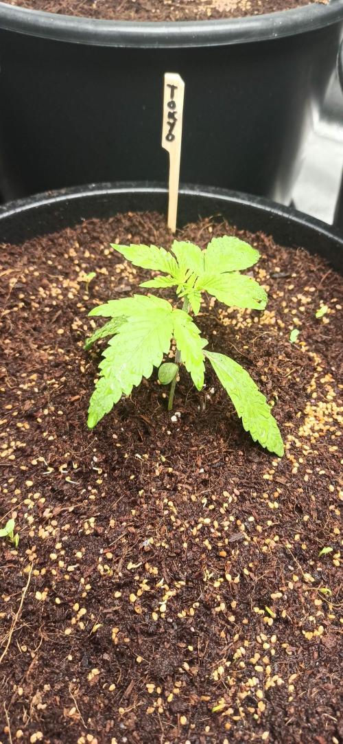 Tokyo Snow kush. Week 3