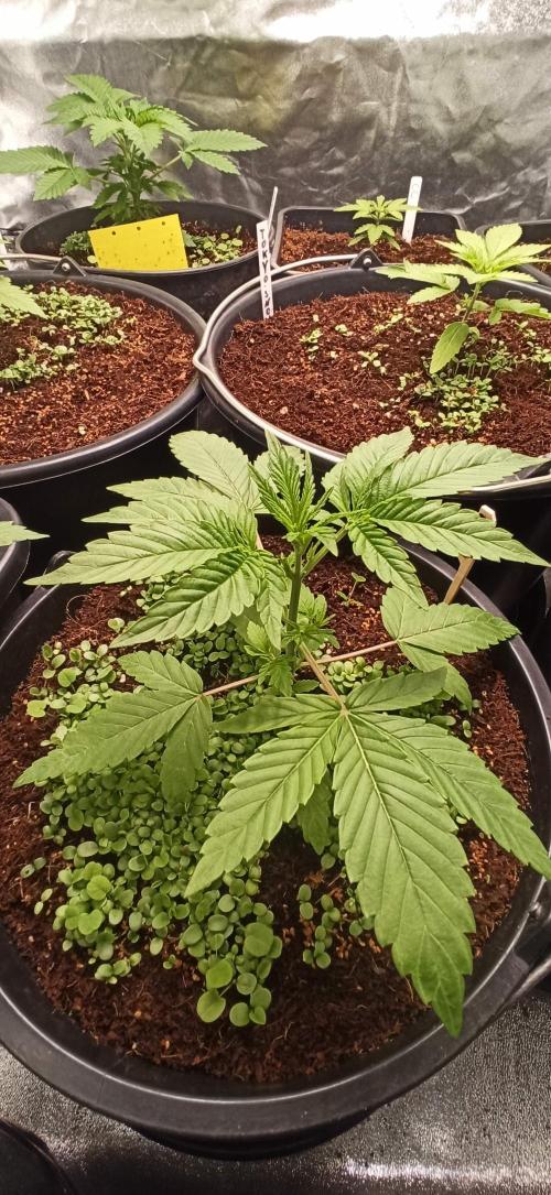 Tokyo Snow kush. Week 4