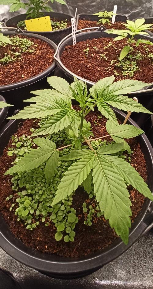 Tokyo Snow kush. Week 4