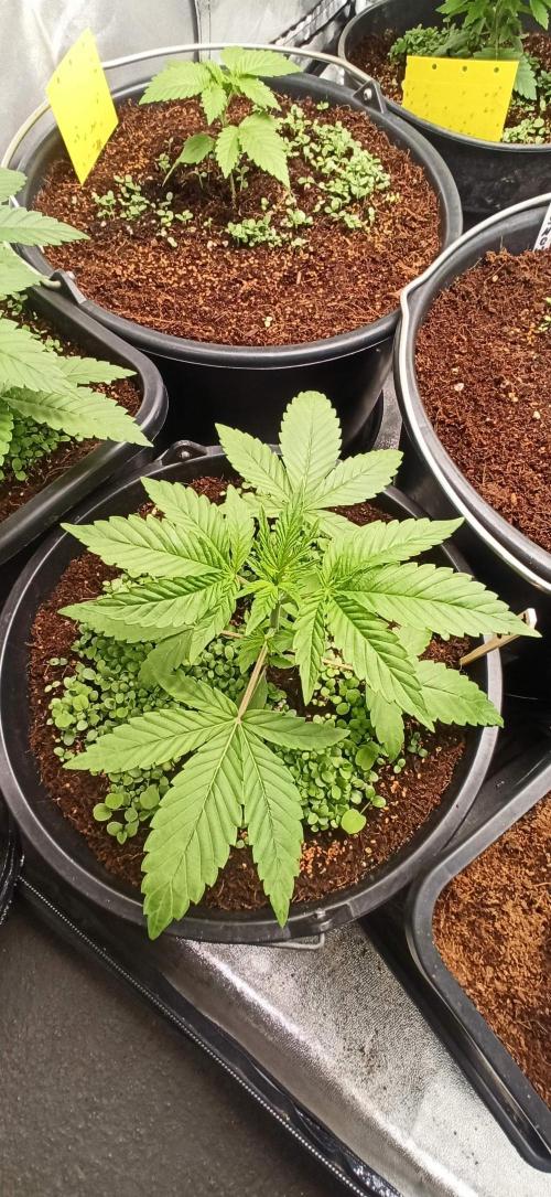 Tokyo Snow kush. Week 4