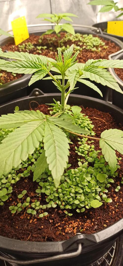 Tokyo Snow kush. Week 4