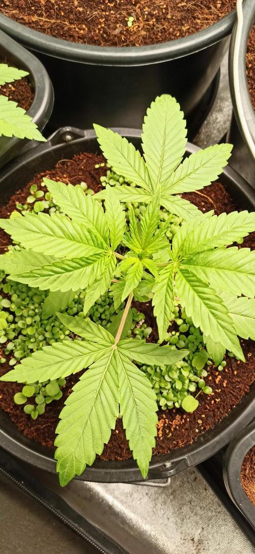 Tokyo Snow kush. Week 4