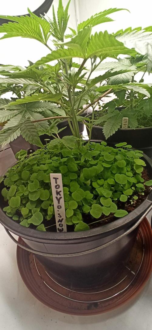 Tokyo Snow kush. Week 5