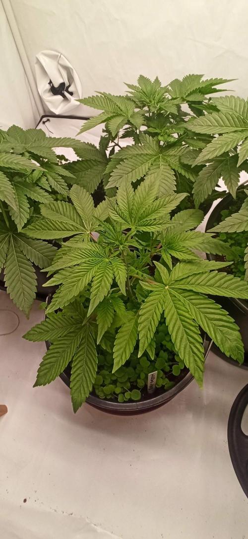 Tokyo Snow kush. Week 5
