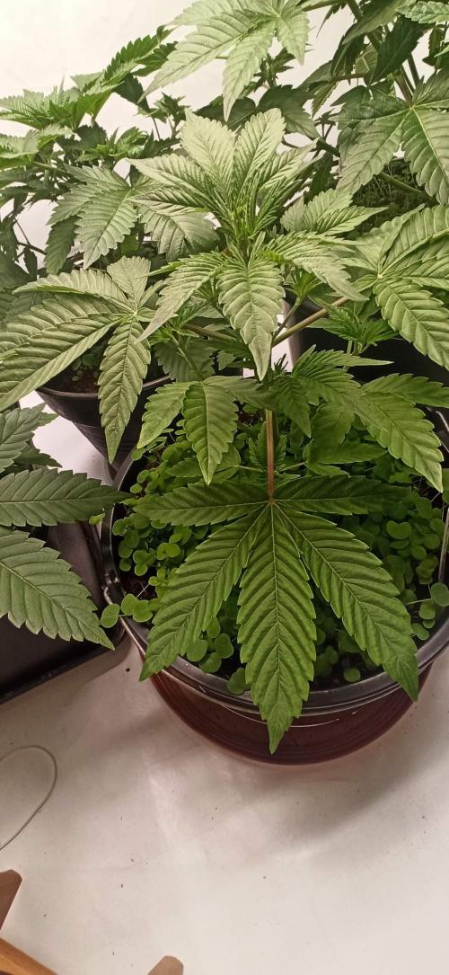 Tokyo Snow kush. Week 5