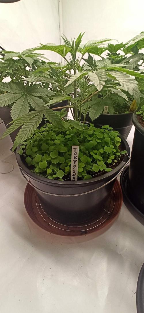 Tokyo Snow kush. Week 5