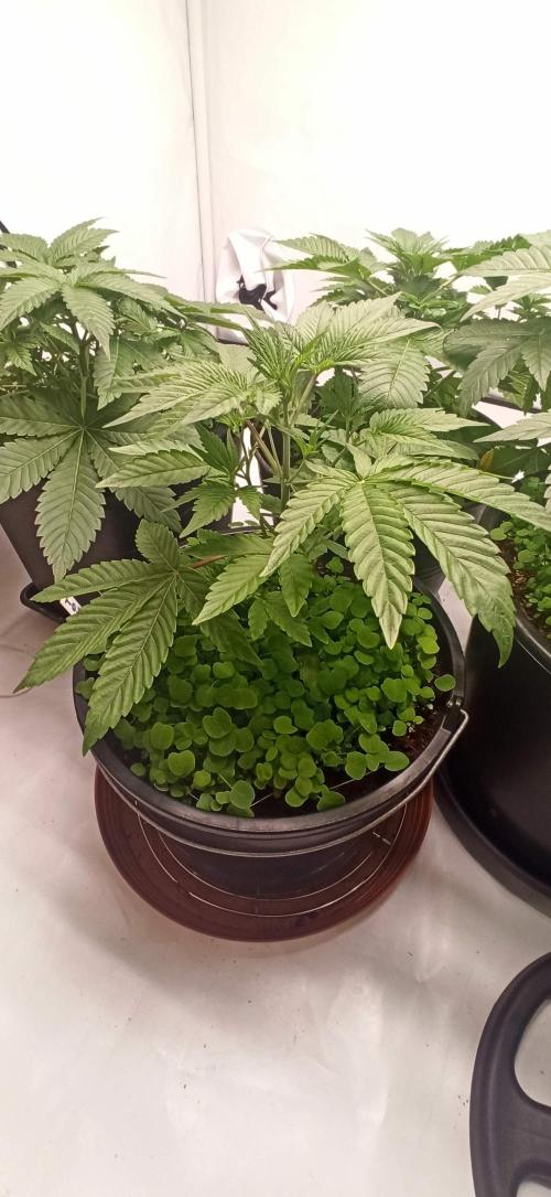 Tokyo Snow kush. Week 5