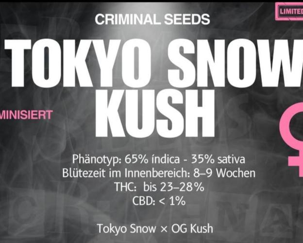 Tokyo Snow kush. Week 6