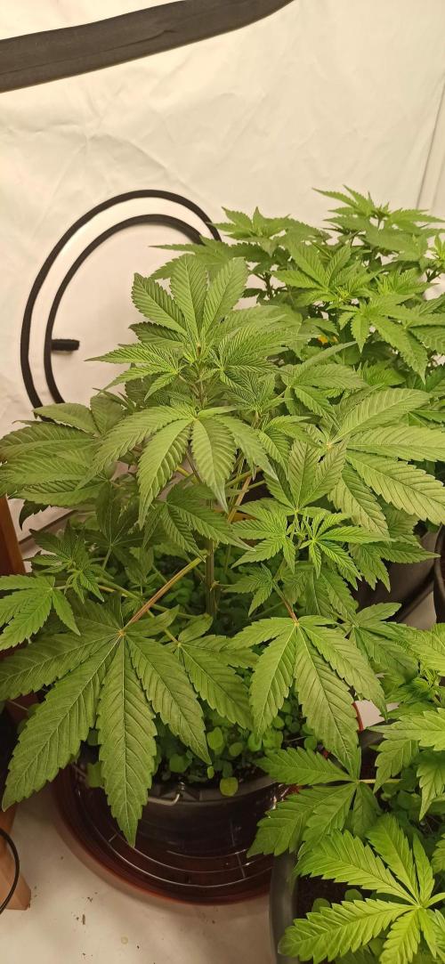 Tokyo Snow kush. Week 6