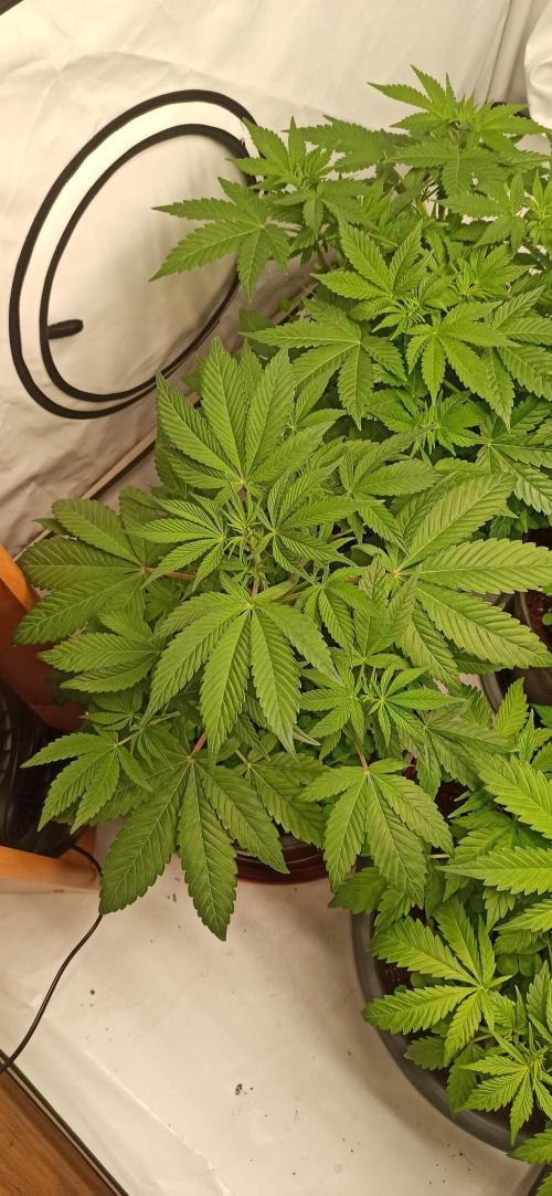 Tokyo Snow kush. Week 6