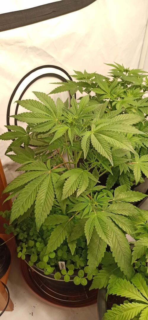 Tokyo Snow kush. Week 6