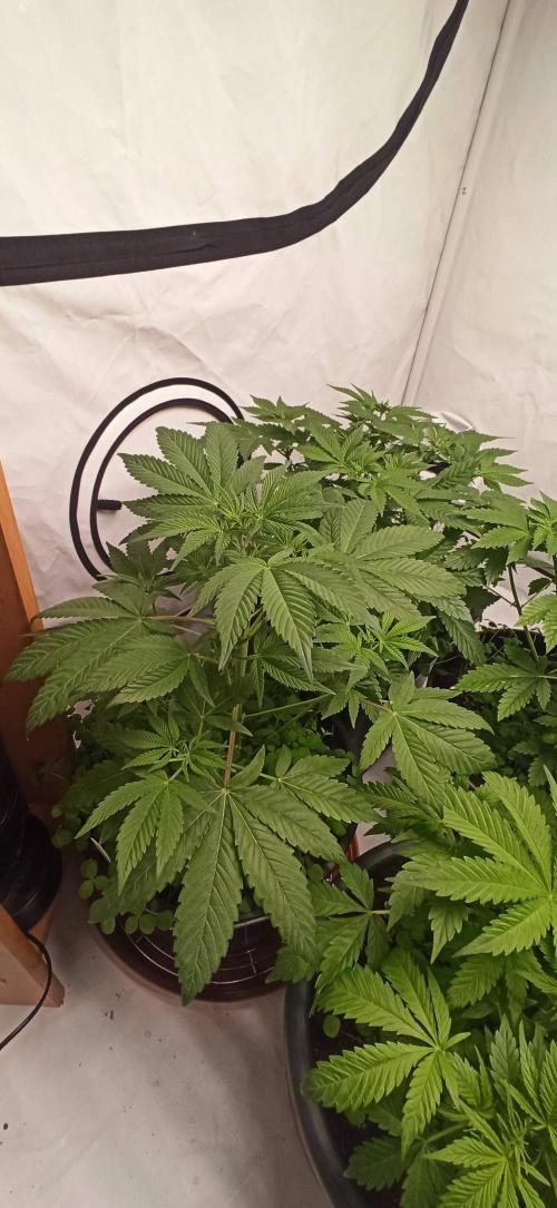Tokyo Snow kush. Week 6