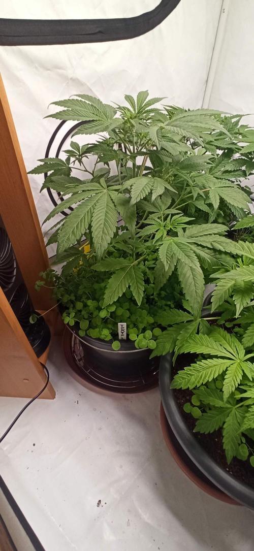 Tokyo Snow kush. Week 6