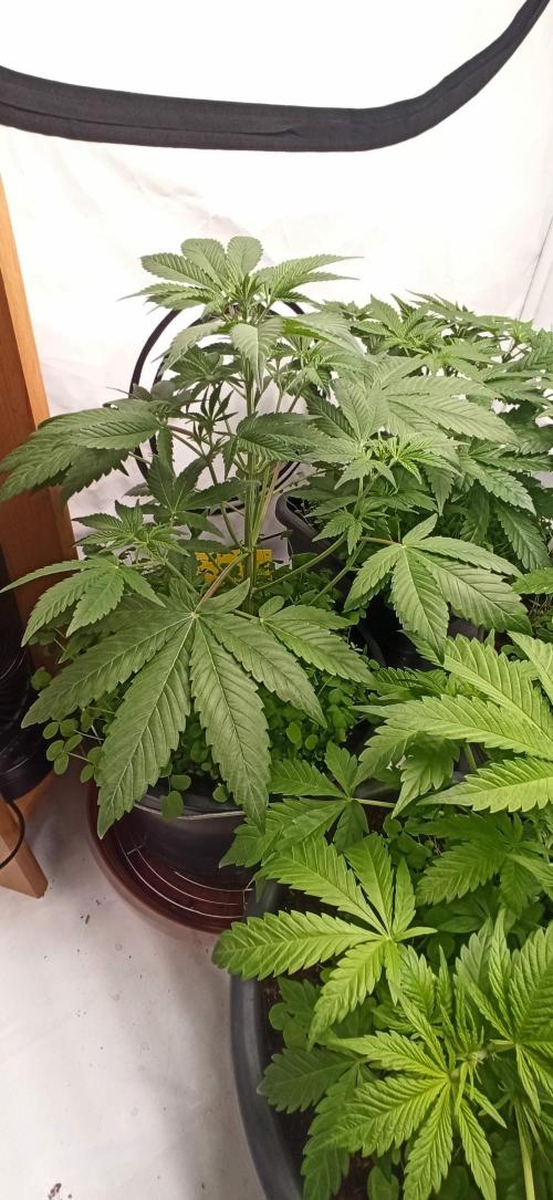 Tokyo Snow kush. Week 6