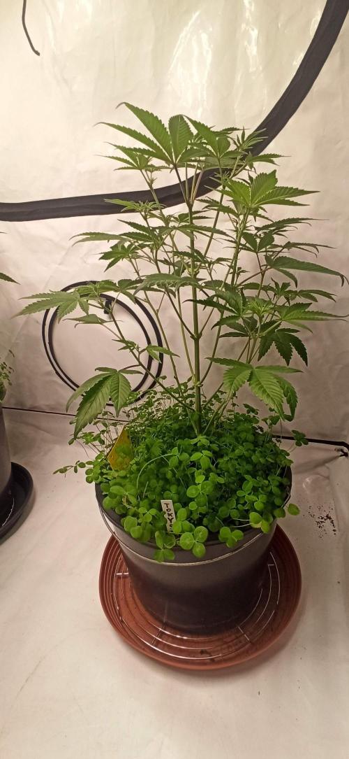 Tokyo Snow kush. Week 7