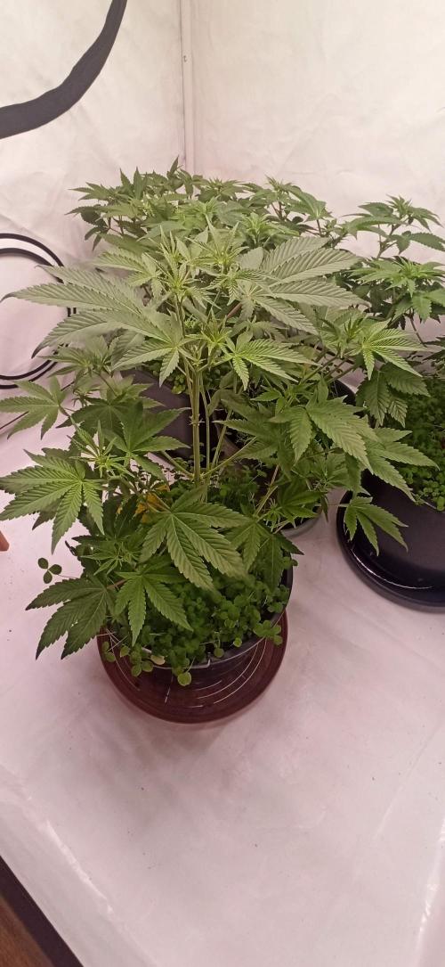 Tokyo Snow kush. Week 7