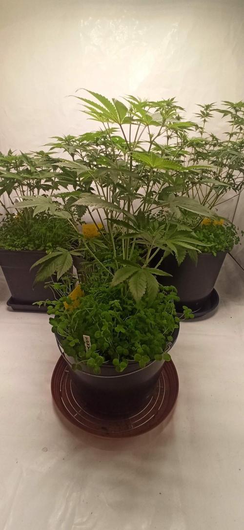 Tokyo Snow kush. Week 7