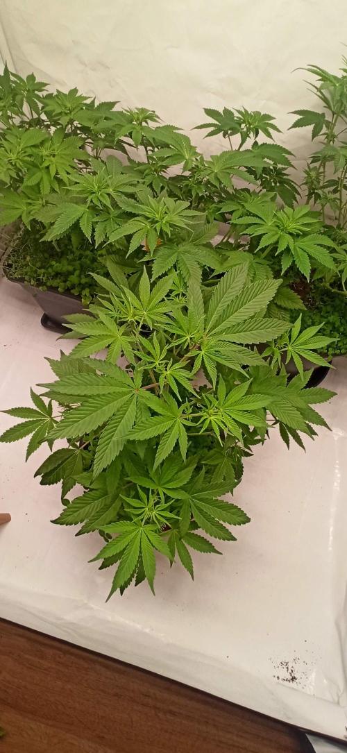 Tokyo Snow kush. Week 7
