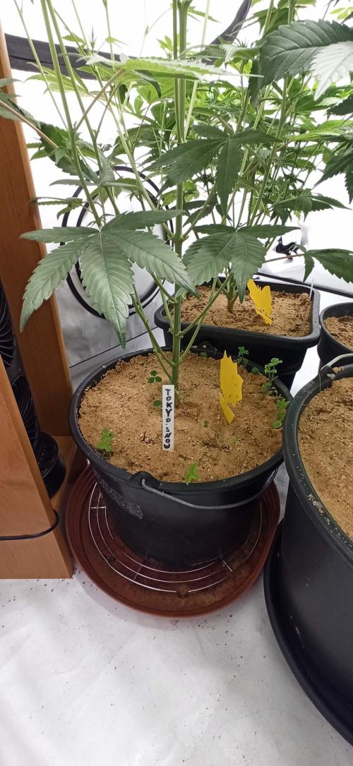 Tokyo Snow kush. Week 8