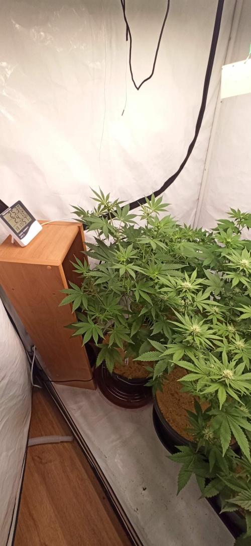 Tokyo Snow kush. Week 8