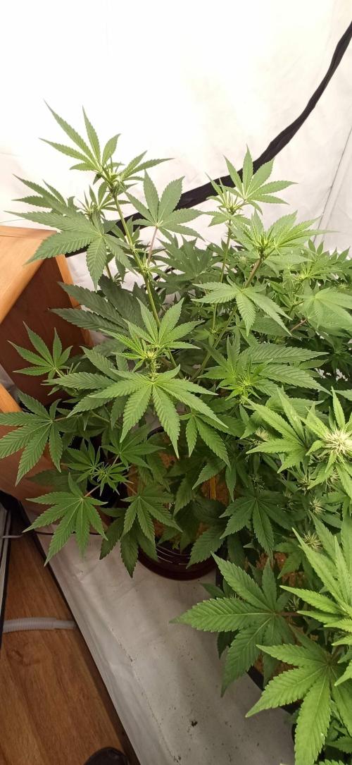 Tokyo Snow kush. Week 8