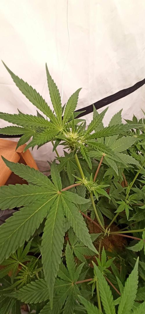 Tokyo Snow kush. Week 8