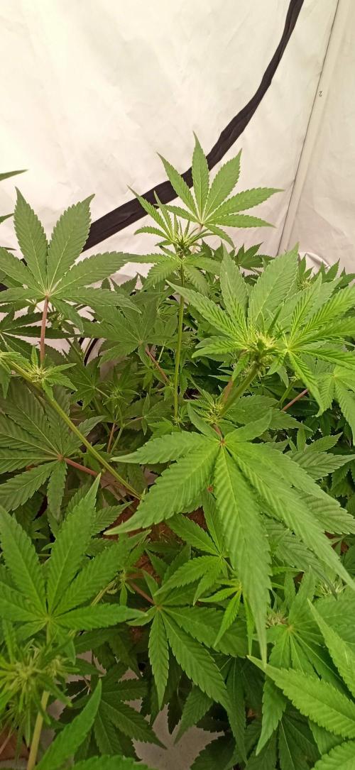 Tokyo Snow kush. Week 8