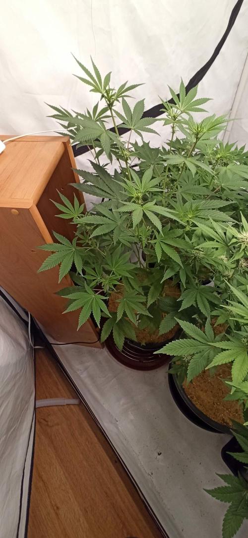 Tokyo Snow kush. Week 8