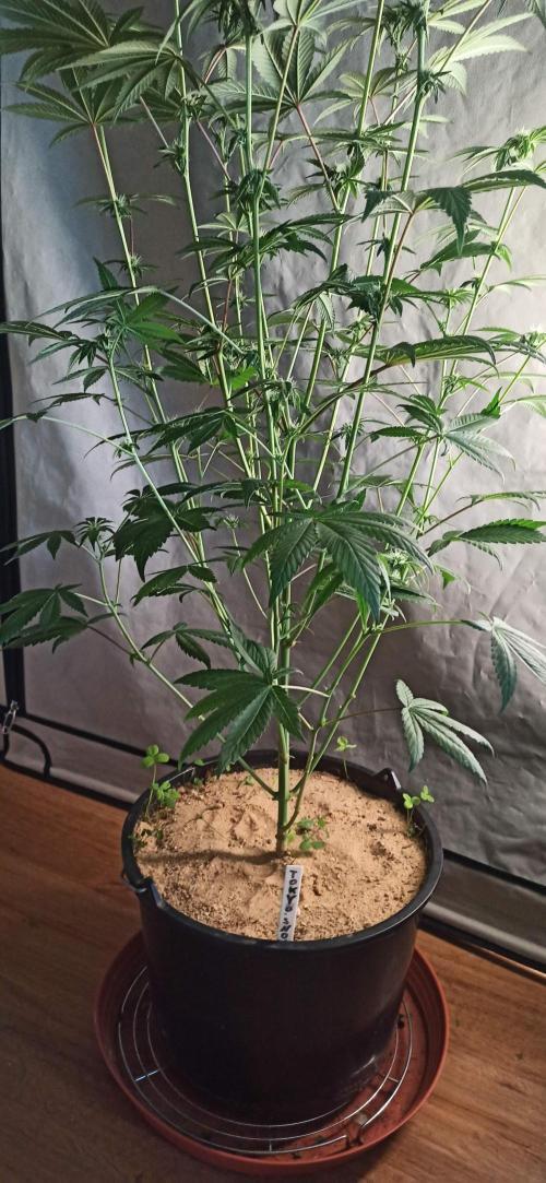 Tokyo Snow kush. Week 9