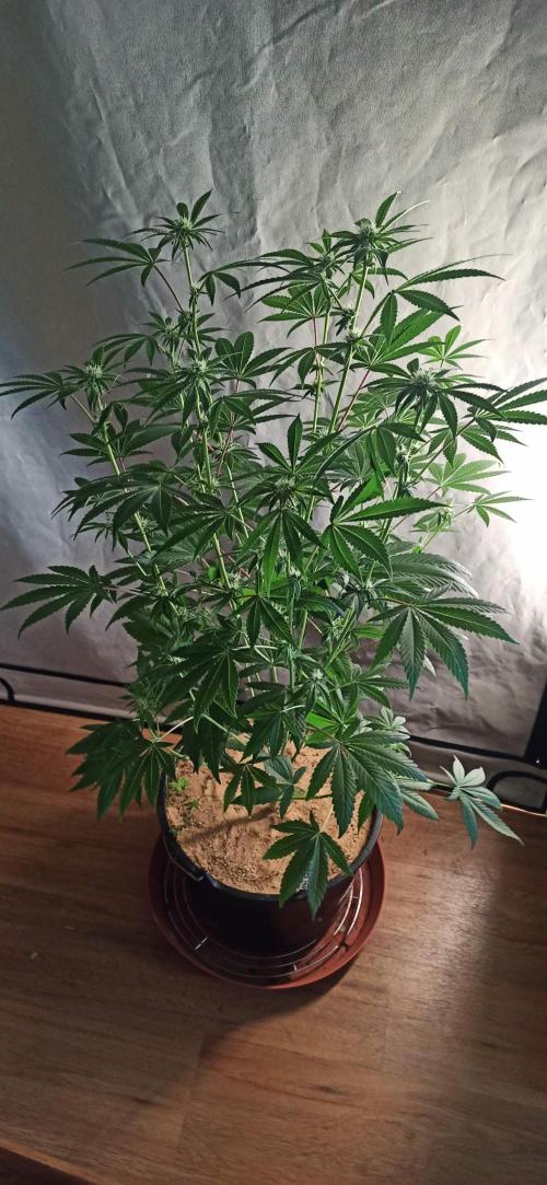 Tokyo Snow kush. Week 9