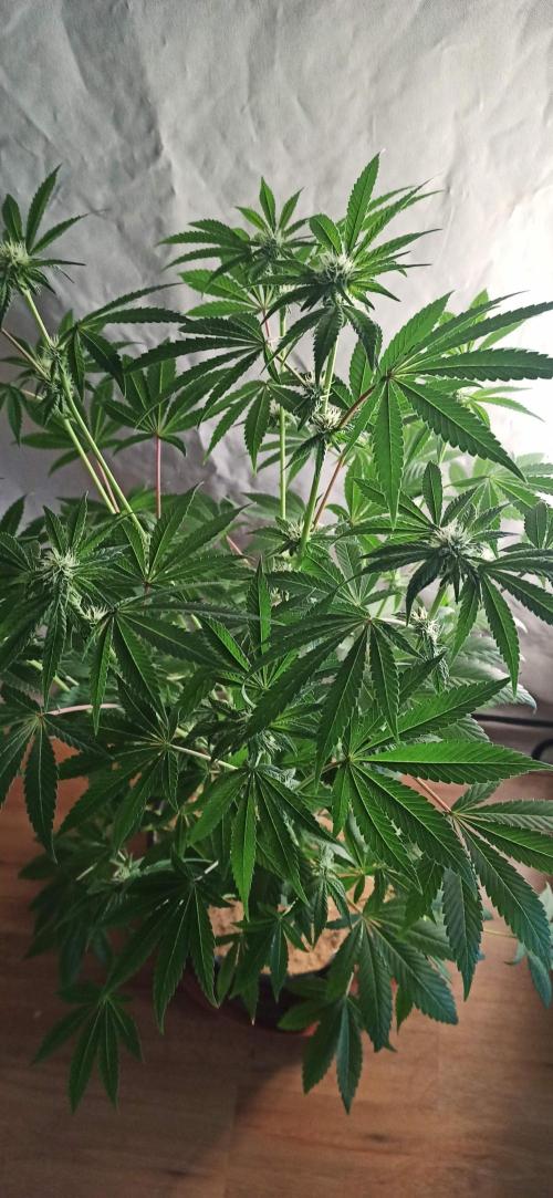 Tokyo Snow kush. Week 9