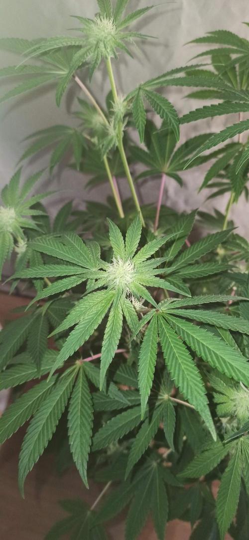Tokyo Snow kush. Week 9
